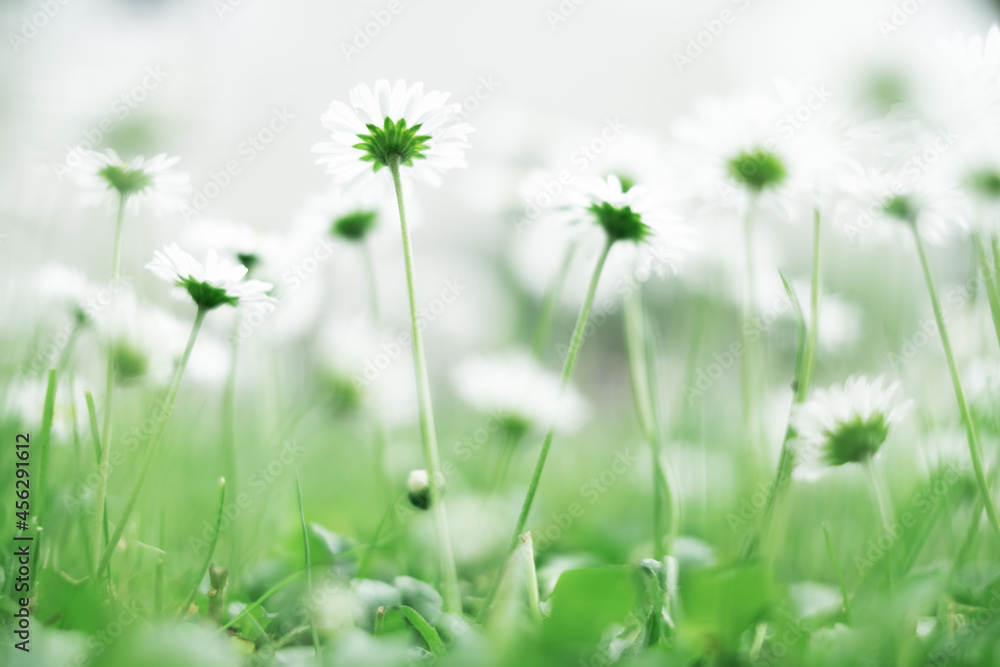 Closeup nature view of green creative layout made of green grass and daisy flowers on spring meadow.