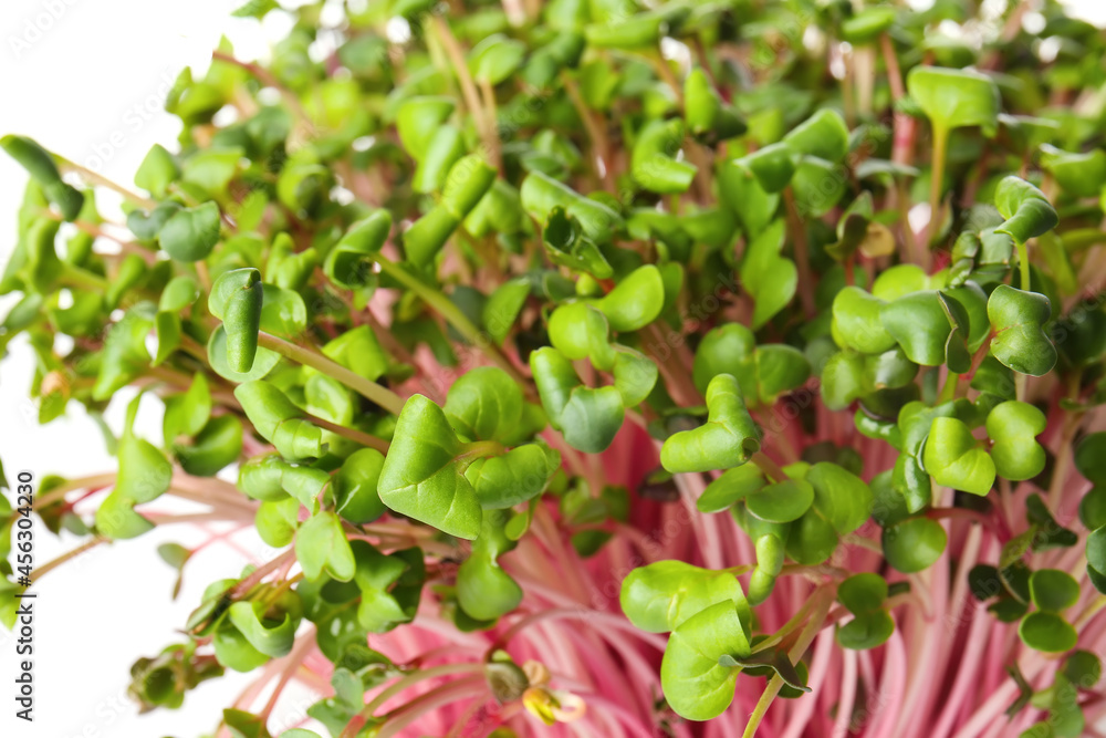 Fresh micro green on white background, closeup