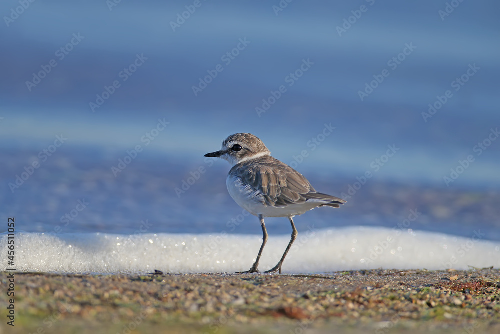 一张穿着冬季羽毛的肯特郡鸻（Charadrius alexandrinus）的特写照片拍摄于
1100689891,美味的药用南瓜，kerala