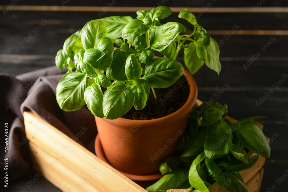 Fresh basil in pot on dark wooden background