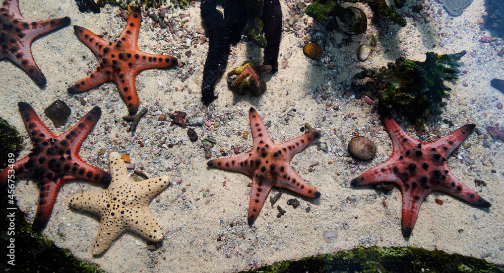 Starfish underwater over sand in tropical sea