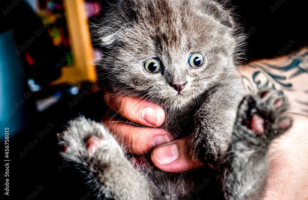 British kitten in human hands