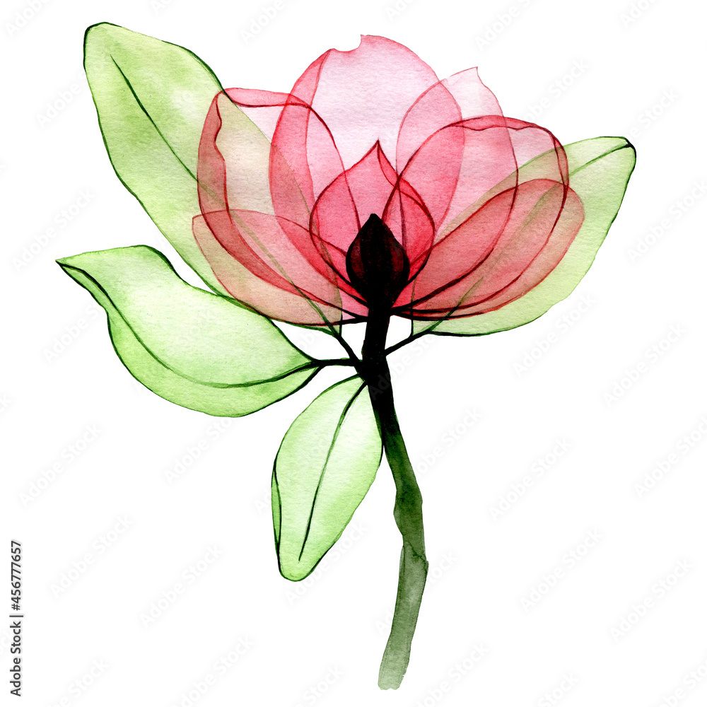 watercolor drawing. transparent rosehip flower. isolated on white background transparent wild rose f