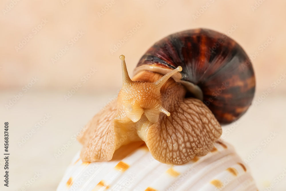 Giant Achatina snail and seashell on color background, closeup