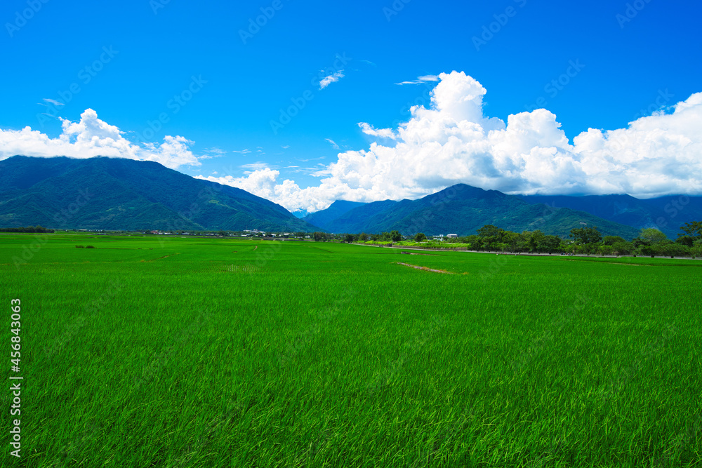 蓝天、白云、稻田融为一体，风景如画。