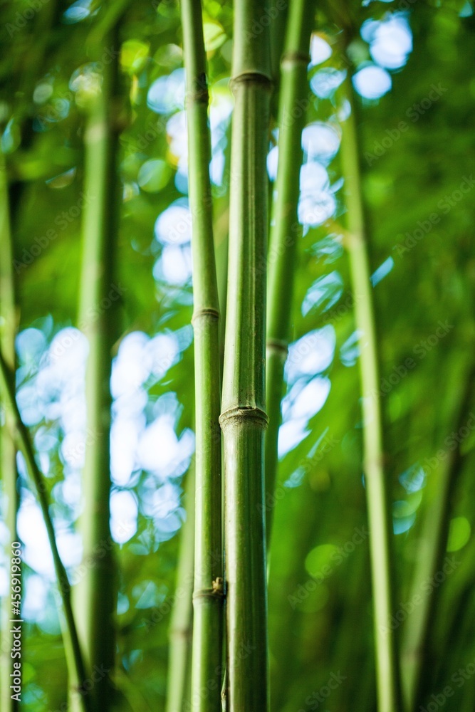 鲜绿色天然竹茎