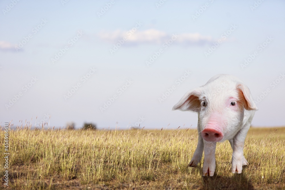 Happy young pig on outdoor background. Funny animals emotions.