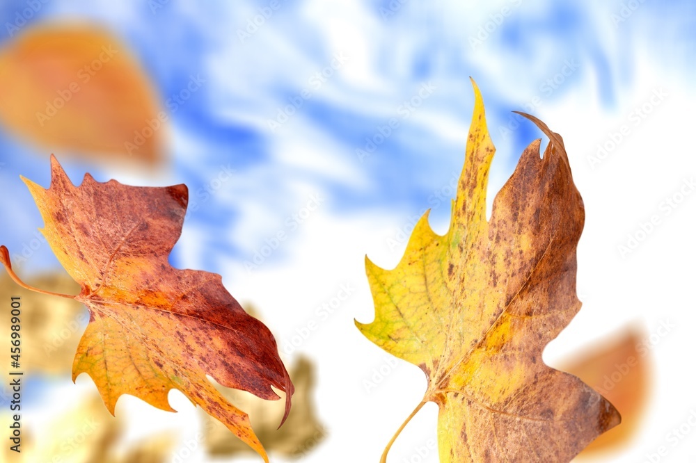 Blue sky and autumn landscape with bright colorful leaves.