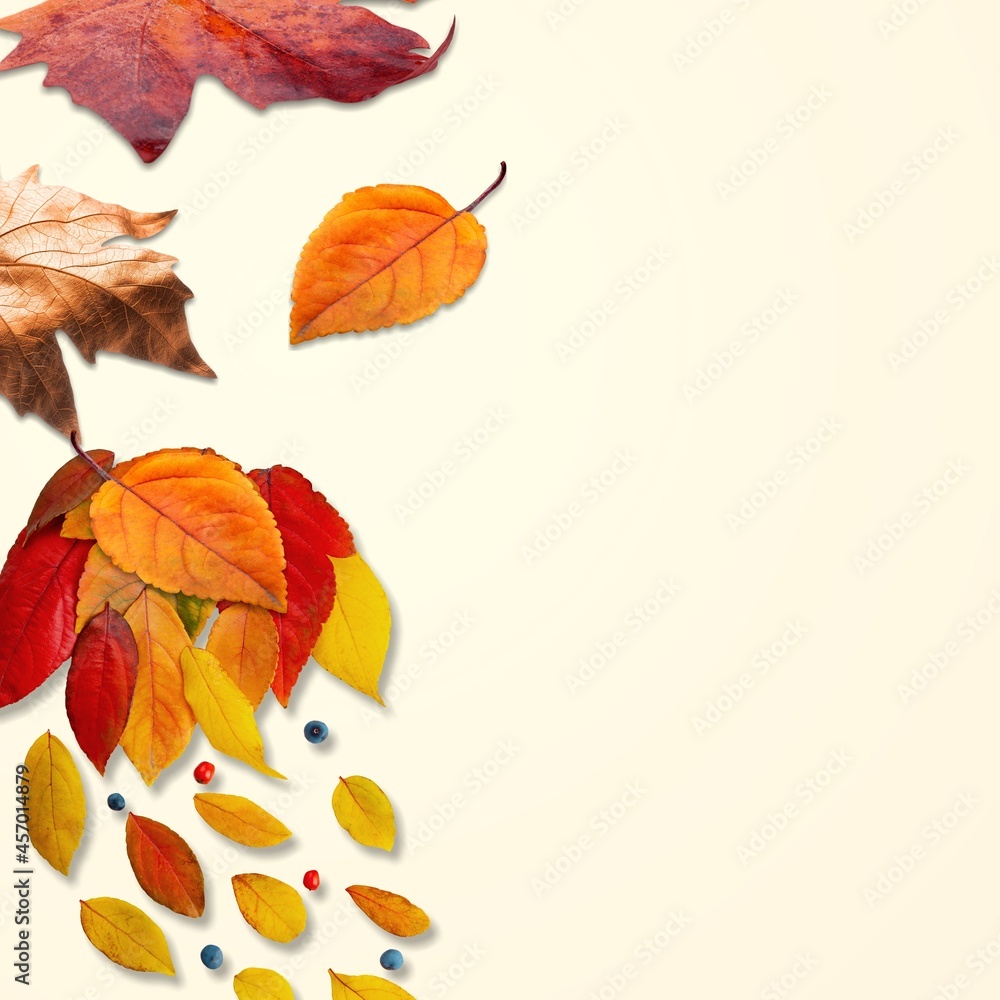 Multicolored autumn leaves on a background. Autumn and fall