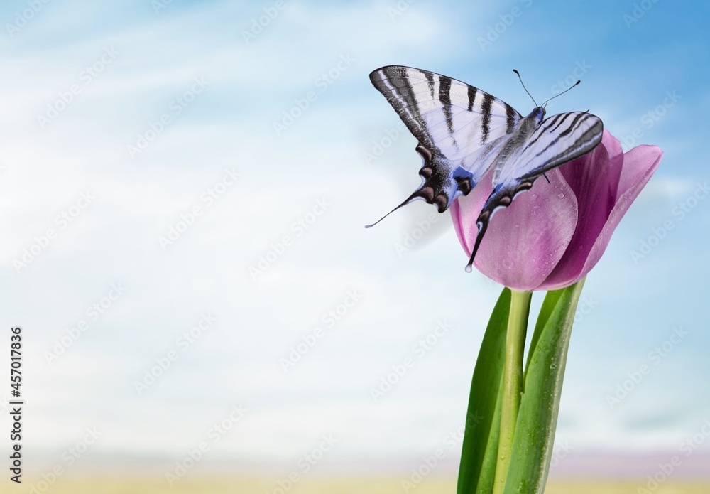 bright colorful wild butterfly on a fresh flower against the blue sky.