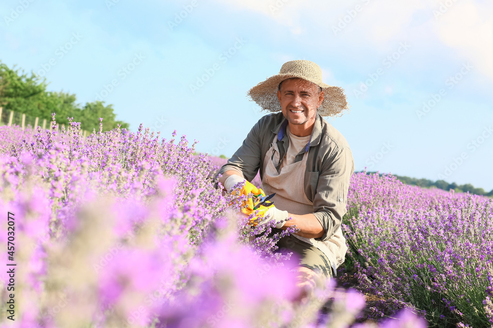 美丽薰衣草地里的农民