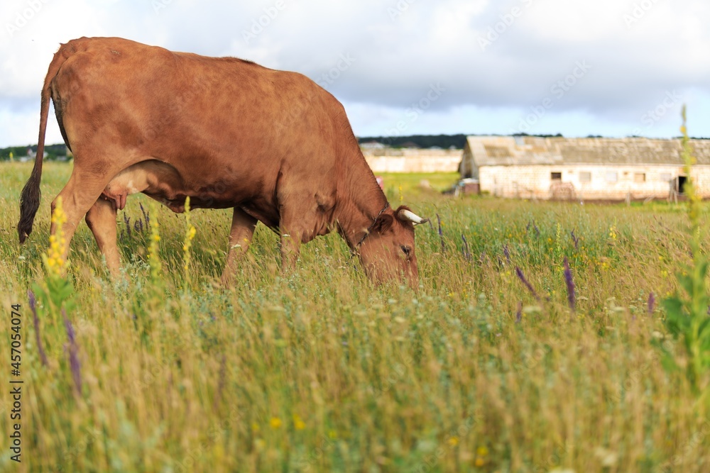 Village grazing dairy cows cattle farm