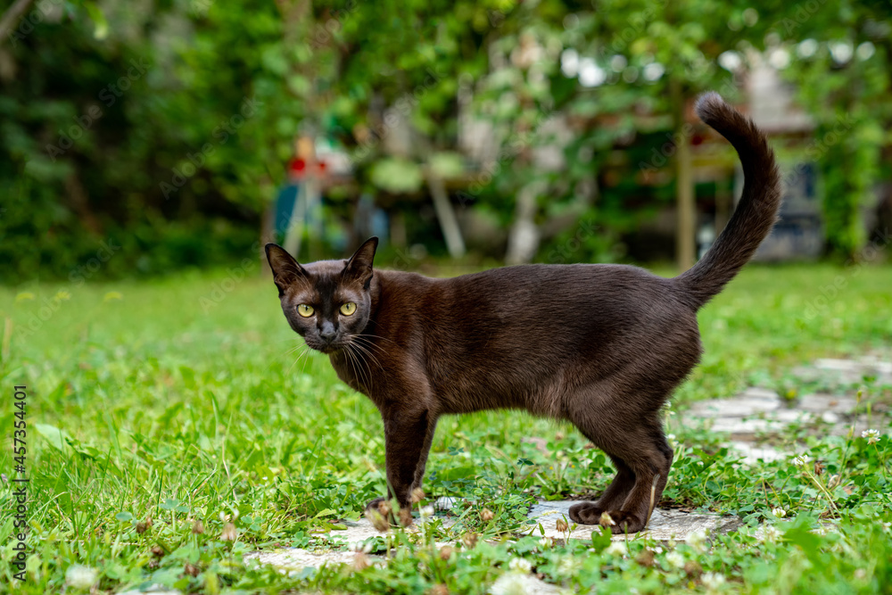 背景是夏天在公园里散步时直视镜头的棕猫