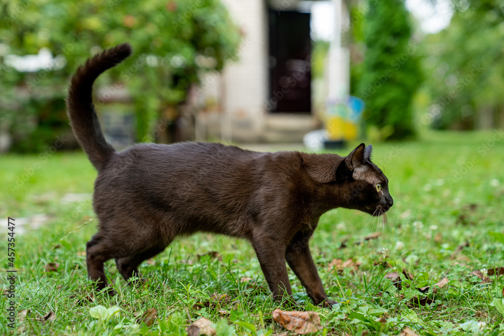 棕色缅甸小猫移开视线，准备抓人。漂亮的家畜。猫pl