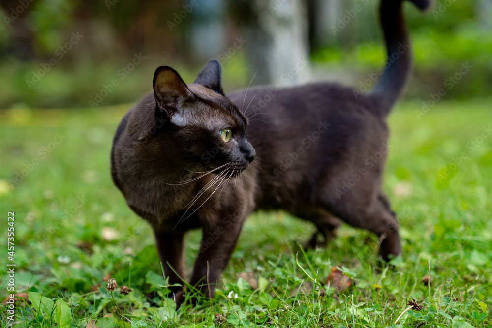 棕色缅甸小猫移开视线，准备抓人。漂亮的家畜。猫pl