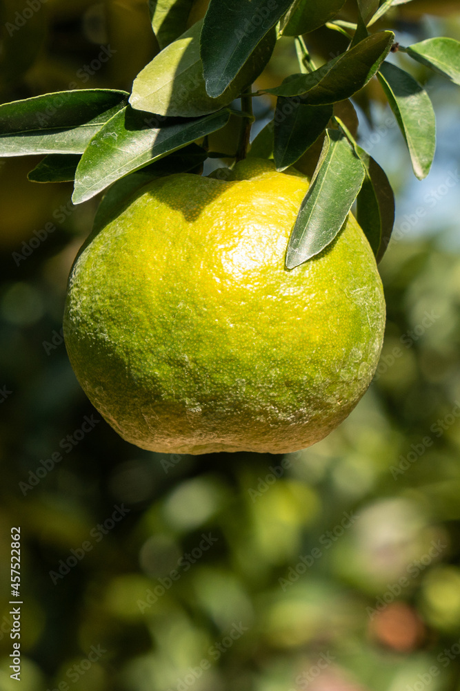 Fresh ripe tangerine orange on the tree in the orange garden orchard.