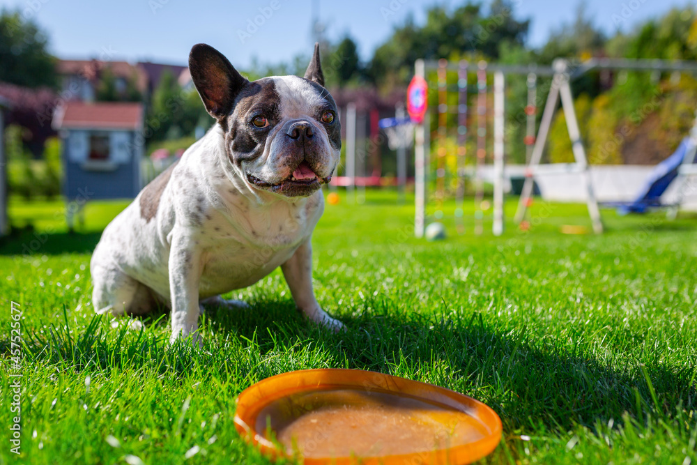 French bulldog playing with flying disc in sunny garden