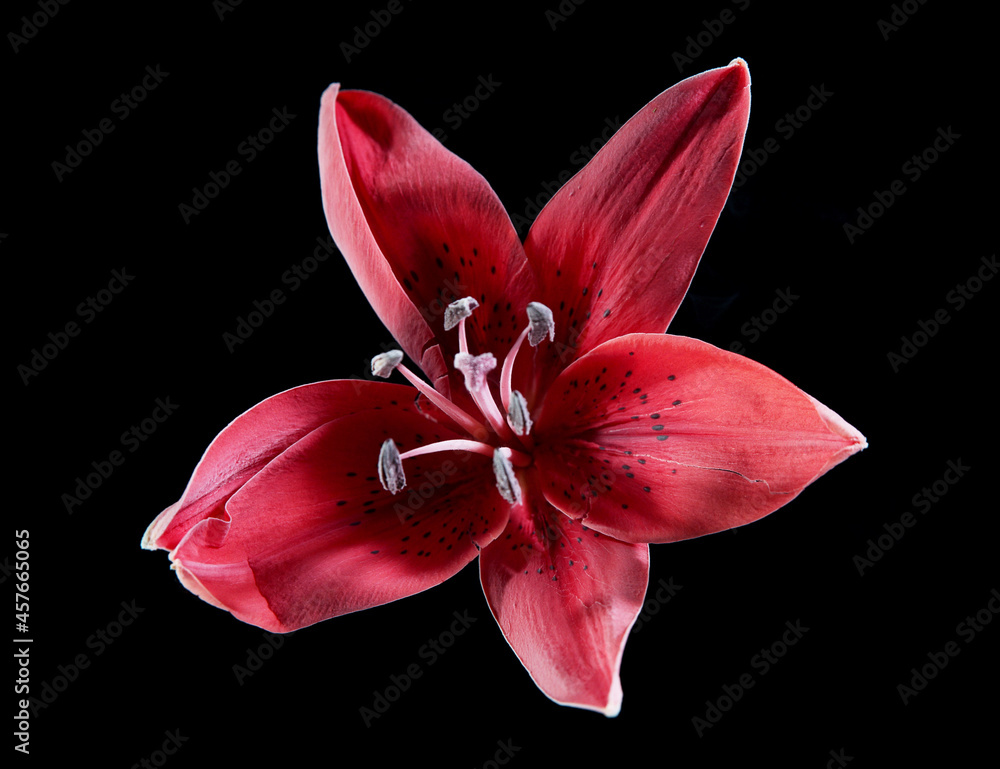 Isolated frost lily blossom on black background