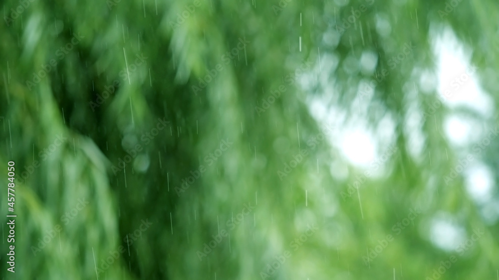 自然绿色模糊背景散焦的降雨