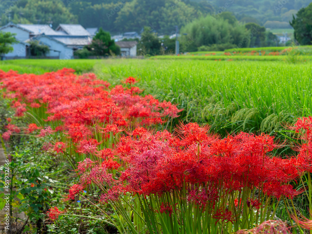 明日香村の田園に咲く彼岸花