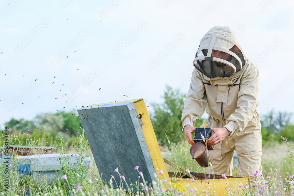 Beekeeper working at his apiary