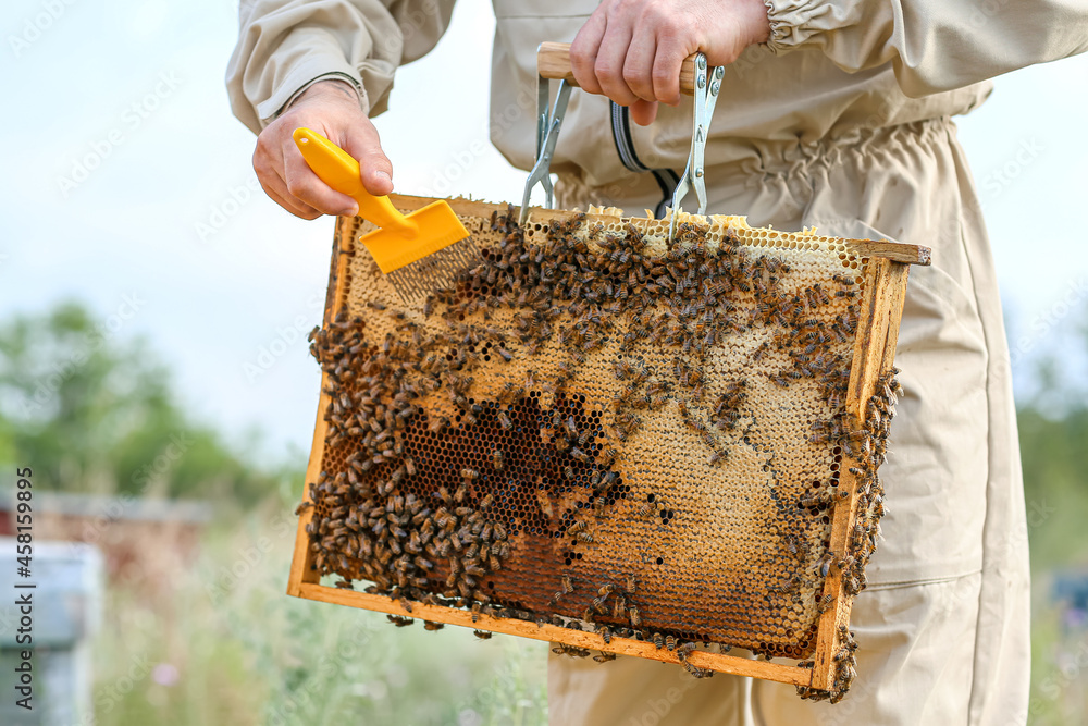 Beekeeper working at his apiary