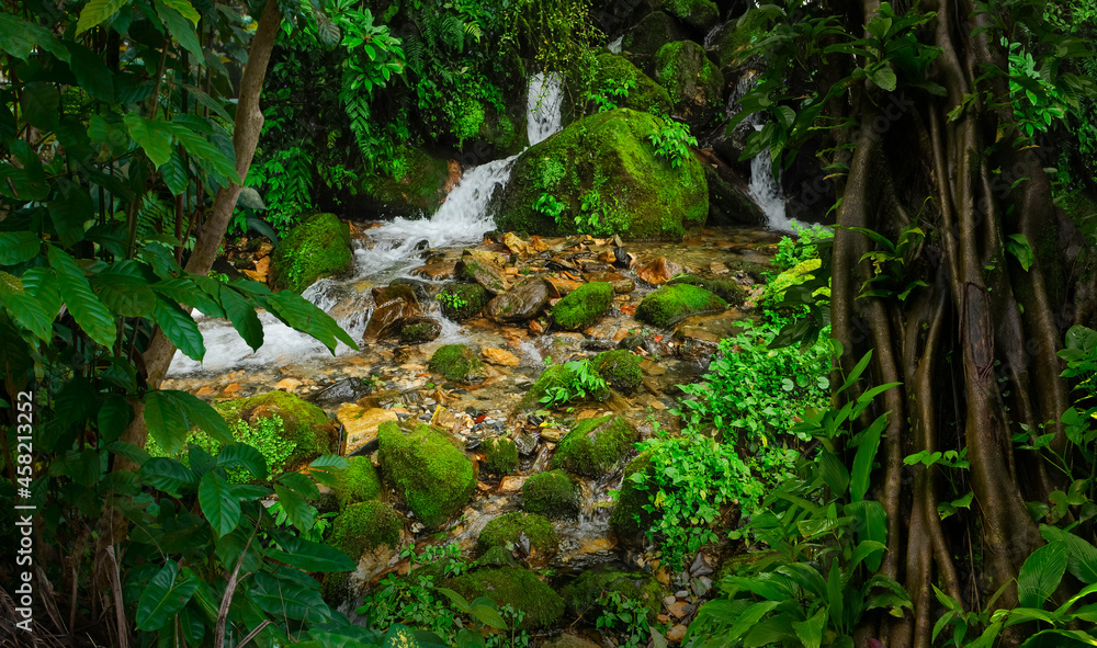 Tropical jungles with fog of Southeast Asia