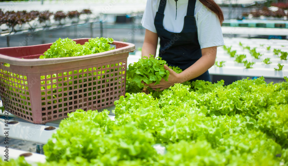 在菜场工作的年轻农民正在收割水培蔬菜。