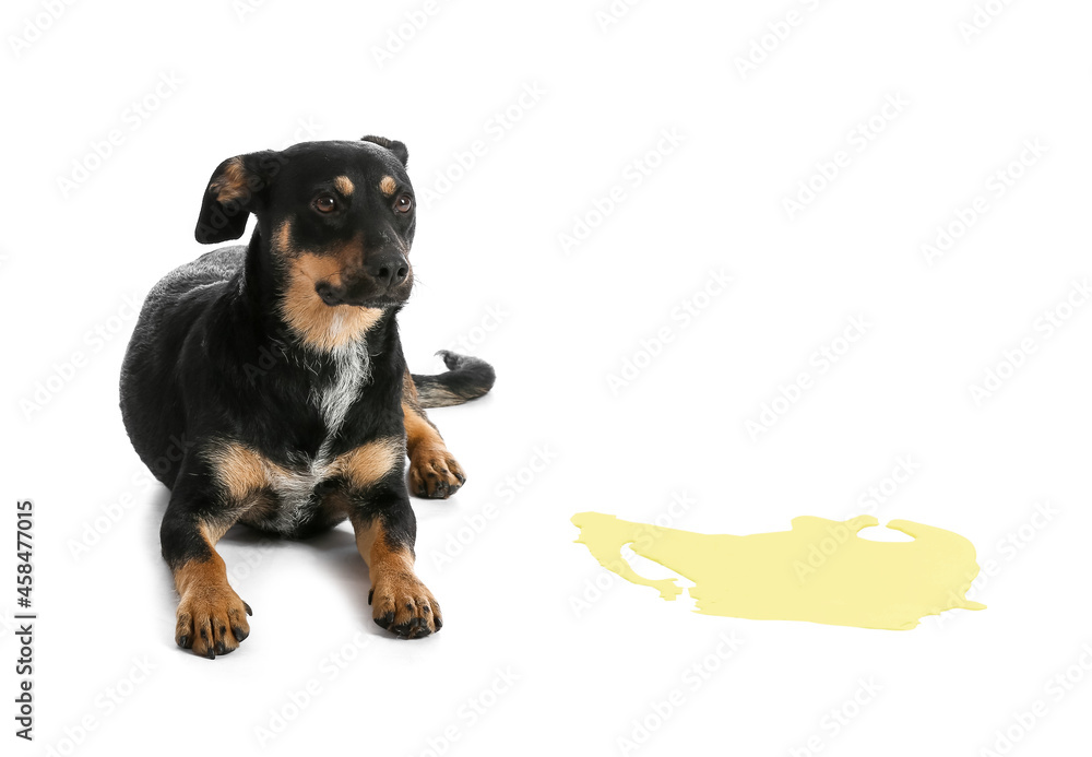 Cute dog near wet spot on white background