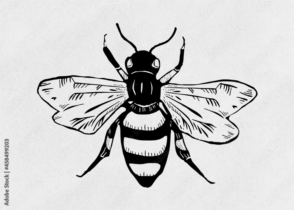 Vintage bee vector insect linocut stencil pattern clipart