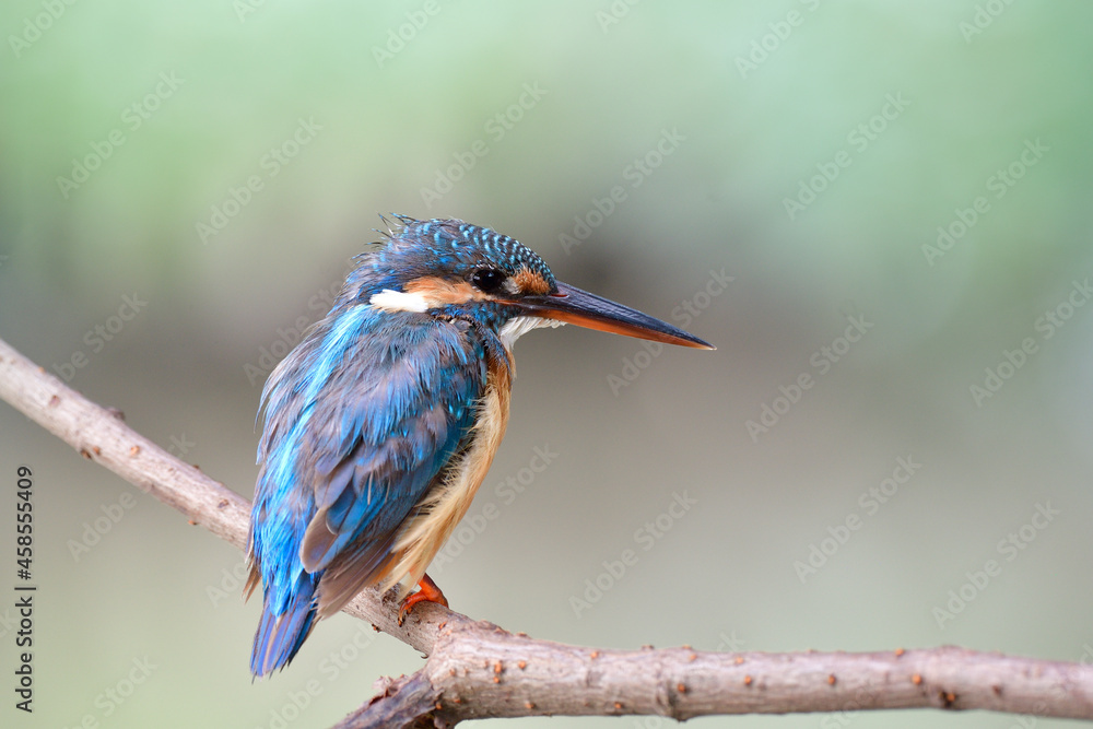 普通翠鸟幼鸟（alcedo atthis）平静地坐在小溪上的酒绳上