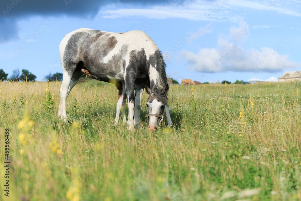 Horse chils and mother horse her beautiful foal on a field