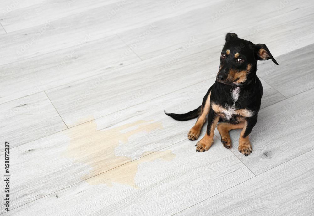 Cute dog near wet spot on floor