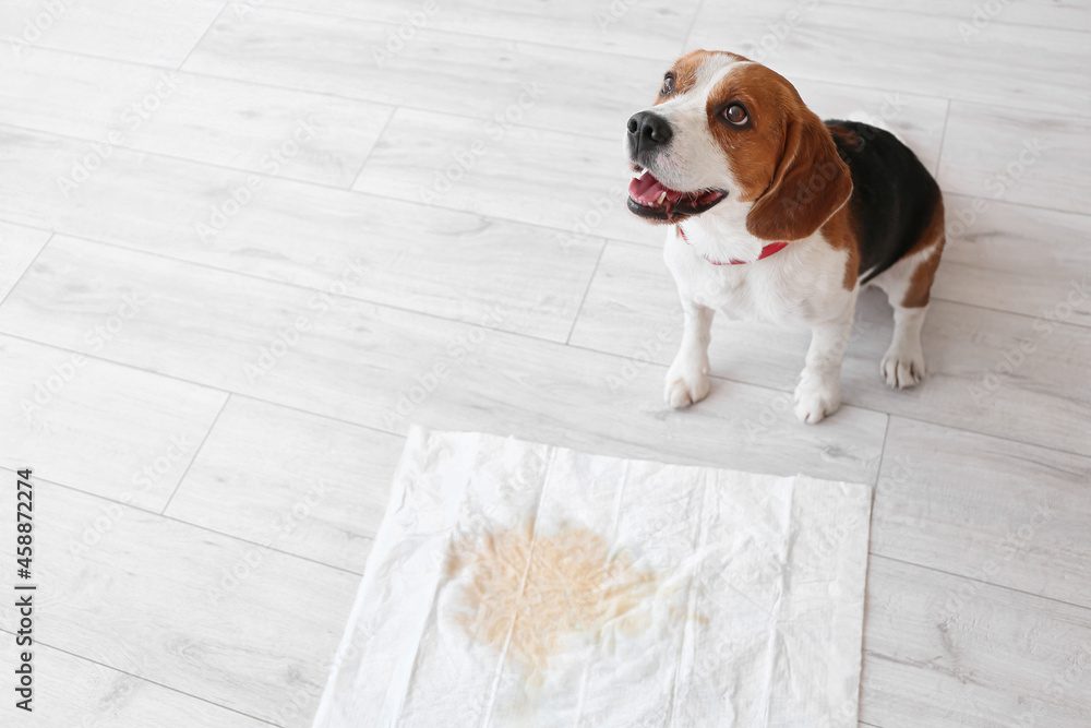 Cute dog near underpad with wet spot on floor