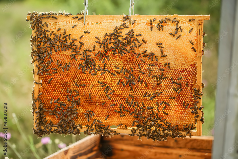 Honey frame with bees at apiary