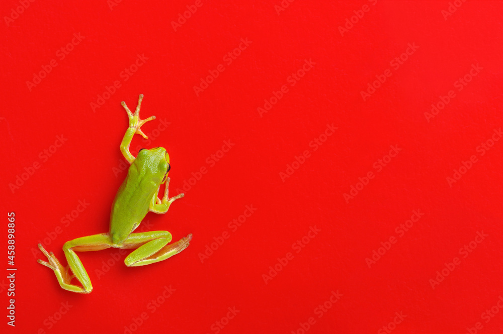 Green tree frog isolated on red