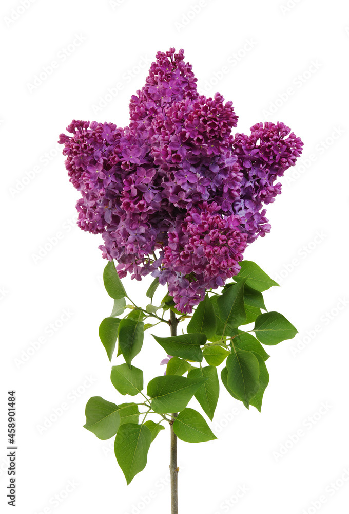 Flowering branch of lilac