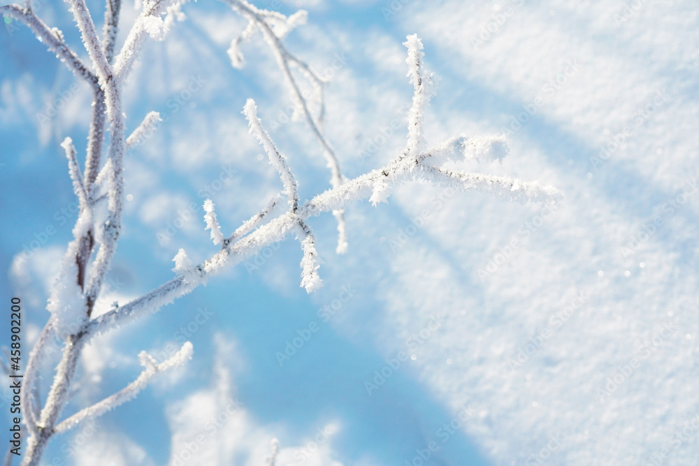 白雪皑皑的冬天的美丽图像——背景是被白霜覆盖的灌木或树木的树枝