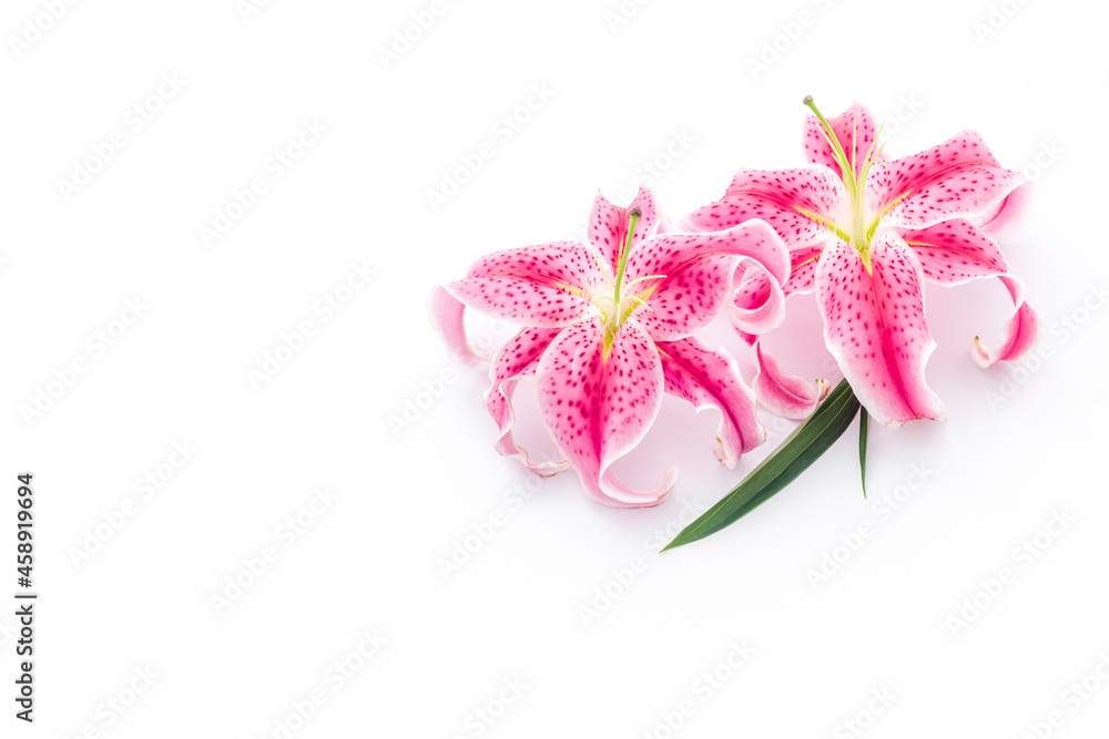 Pink purple lily flowers isolated on white background