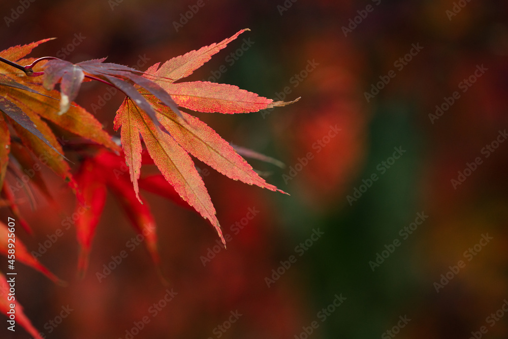 Beautiful maple leaves in autumn season.