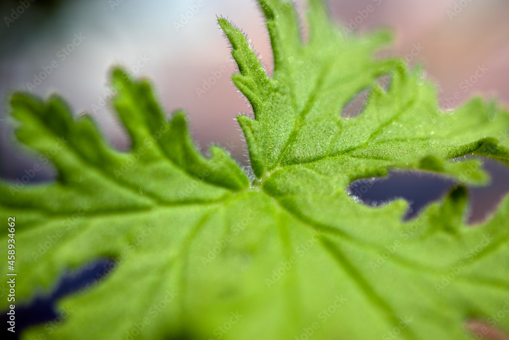 Pelargonium leaf, macro leaf texture photo.