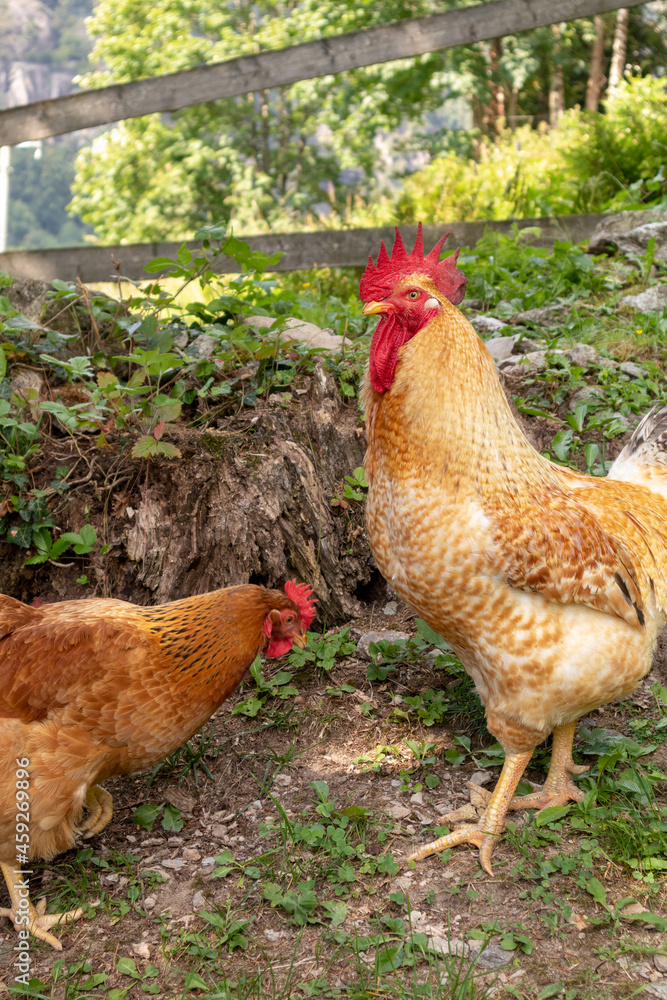 rooster and hens on a mountain farm