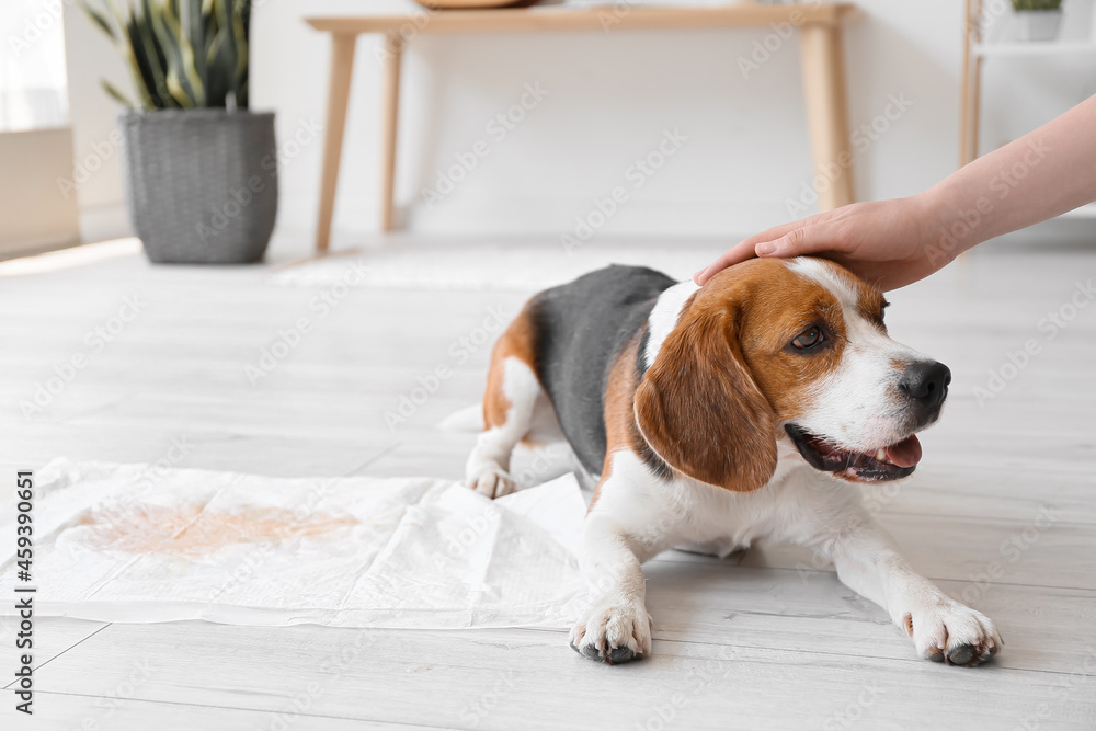 Cute dog near underpad with wet spot on floor