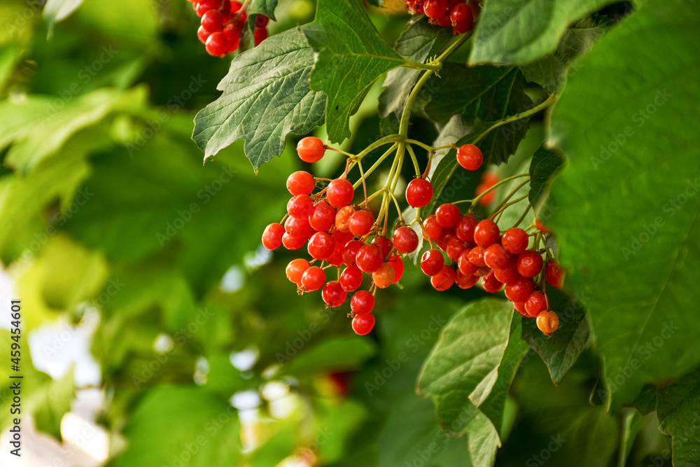 The ripe fruits of viburnum red against the background of evening light