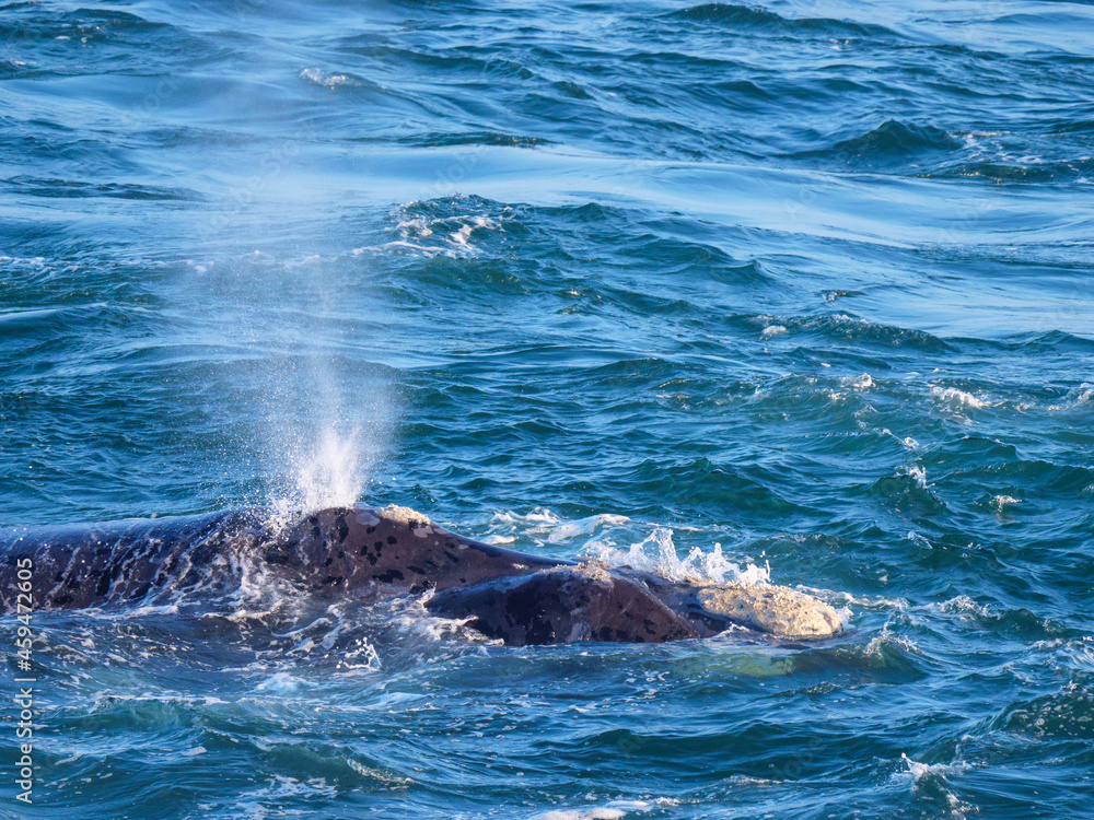 南方露脊鲸（Eubalaena australis）吹气（呼吸）。赫尔曼。鲸鱼海岸。Overberg。Wes