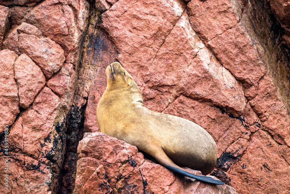 Sea lions resting on the stones in the Ballestas Islands of Peru