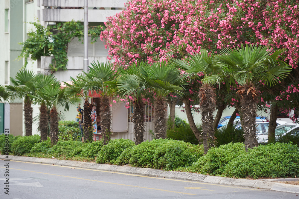 风车棕榈树生长在欧洲城市的道路上。