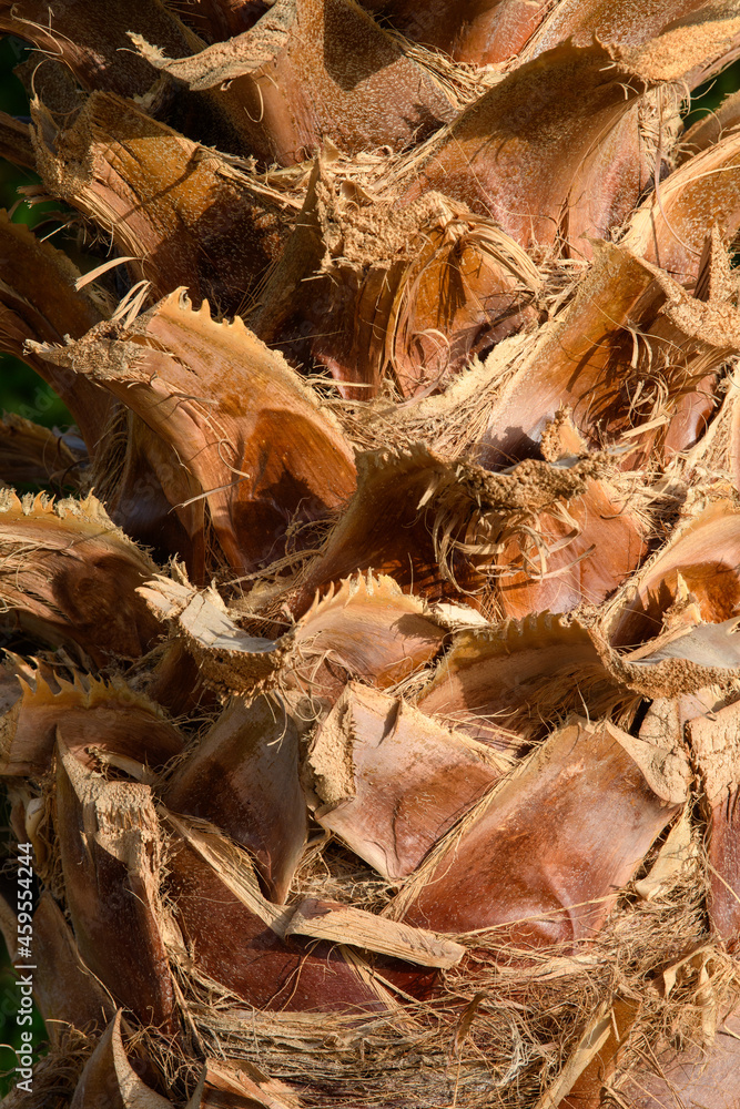 Palm tree trunk texture close up in the sun background