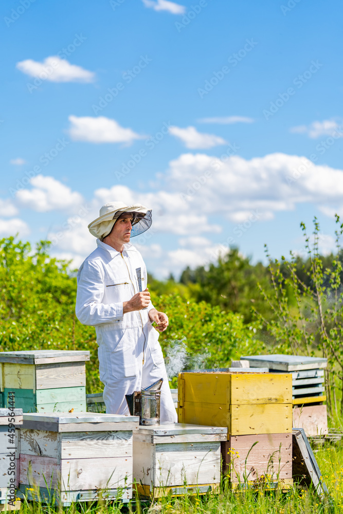 养蜂自然夏季木制蜂窝。户外收获蜂蜡。养蜂和养蜂的概念