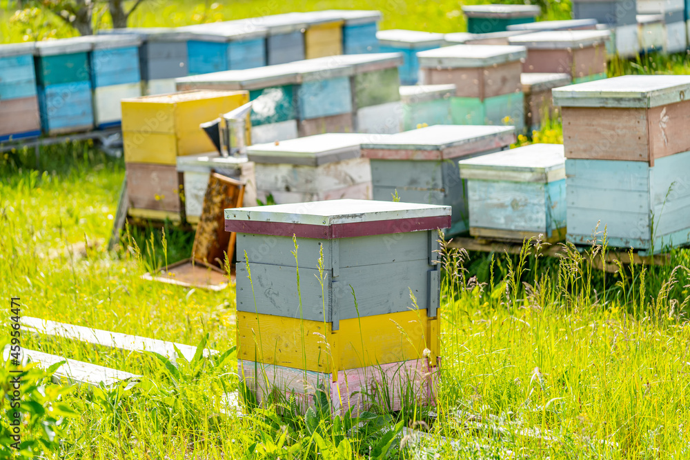 Wooden beehives. Frames of a beehive. Sunny day is perfect time for collecting honey. Full length